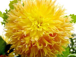Dahlia Mingus: veislės aprašymas + nuotrauka, apžvalgos