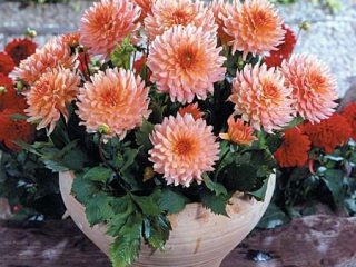 Dahlia Galleri