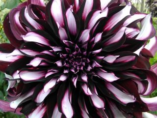 Dahlia Tartan