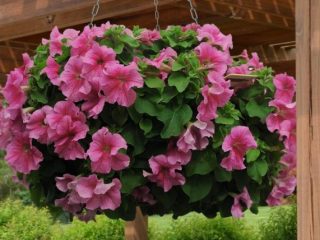 Petunia Spherica F1
