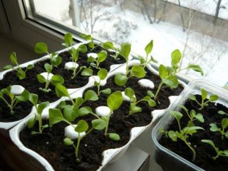 Hvordan man dyrker petunia-kimplanter derhjemme