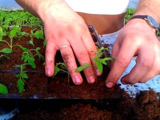 Bilakah menyemai tomato untuk anak benih mengikut kalendar lunar pada tahun 2021