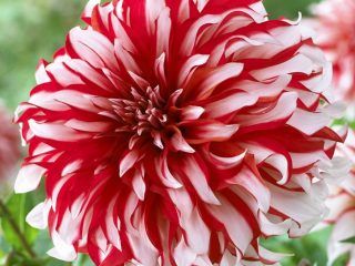 Dahlia Santa Claus