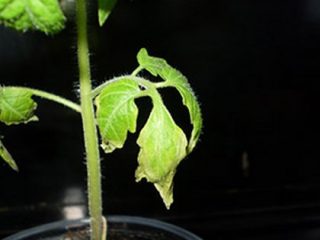 Mengapa anak benih tomato jatuh dari daun