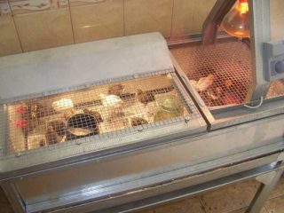 Cara membuat brooder untuk puyuh dengan tangan anda sendiri