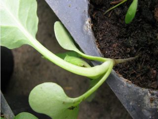 Petunia-kimplanter dør