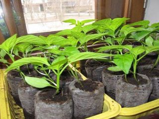 Pipari stādi neaug: ko darīt