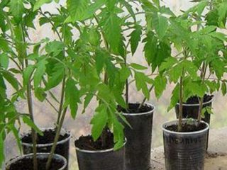 Pomidorų daigai yra ploni ir ilgi: ką daryti