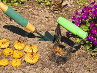 Plantning af gladioli i Urals om foråret