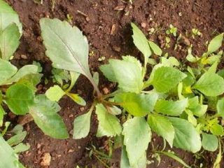 Årlige georginer: vokser fra frø, hvornår de skal plantes