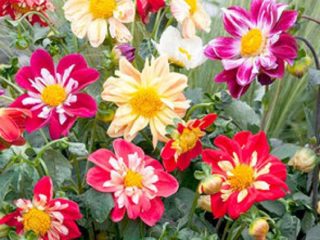 Dahlia Funny guys: คำอธิบายเติบโตจากเมล็ดพืช