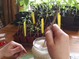 Cara penjagaan anak benih tomato dengan betul