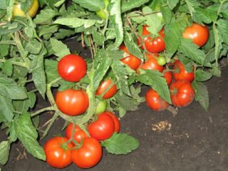 Cladosporium atsparūs pomidorai