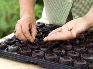 Kuinka pippuria ja tomaattia taimet istuttaa oikein