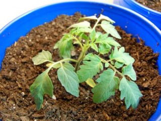 Mengapa daun benih tomato kering
