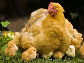 Vistas: audzēšana, uzturēšana un aprūpe mājās