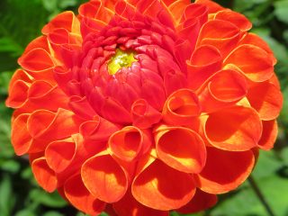 dahlias ขนาดใหญ่: คำอธิบาย + รูปถ่าย