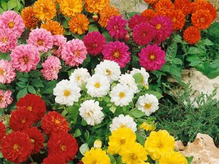 „Dahlia Figaro“ mišinys: auga + nuotrauka
