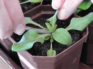 Klemning af petunia: trin for trin foto