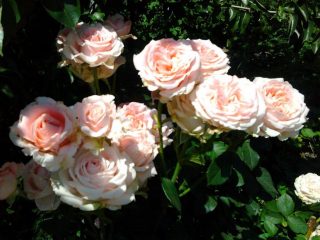 Rose Desiree
