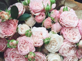 Spray rose Bombastic