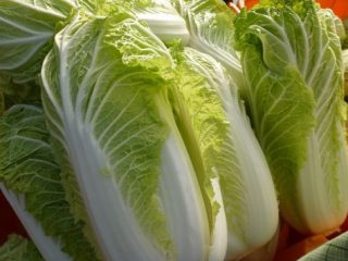 Jenis kubis peking tahan terhadap berbunga