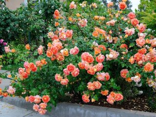 Rose Pat Austin: arvostelut