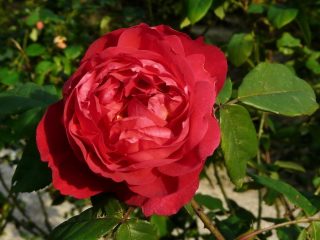 Peonijas rozes: šķirnes nosaukums ar fotogrāfiju