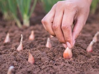 Forberedelse af løg inden plantning