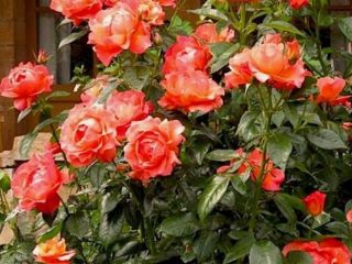 ชื่อกุหลาบ Floribunda: พันธุ์ที่ดีที่สุด