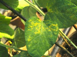Hvorfor petunia blade bliver gule