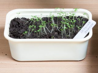 Petunia-kimplanter strakte sig ud: hvad man skal gøre