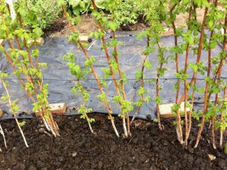 Kā pavasarī iestādīt avenes: soli pa solim