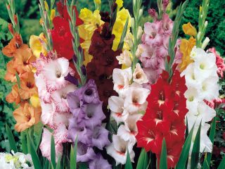 Gladioli: sorter med fotos og navne