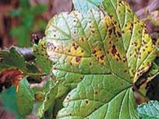 Attēlu aveņu slimības un kaitēkļi un to ārstēšana