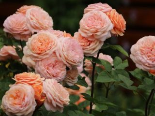 Rose Charles Austin: foto og beskrivelse