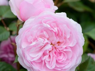 Roze Olīvija Roze Ostina