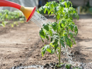 Sådan fodres tomater efter plantning i et drivhus