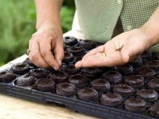 Kada sėti brokolius daigams