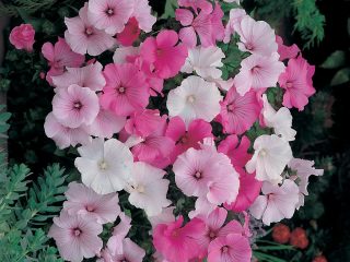 Lavatera: stādīšana un kopšana