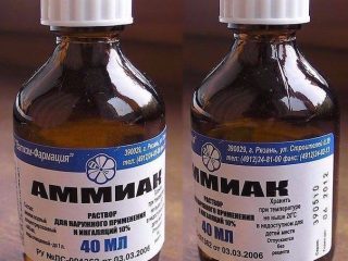 Hvordan mate hvitløk med ammoniakk