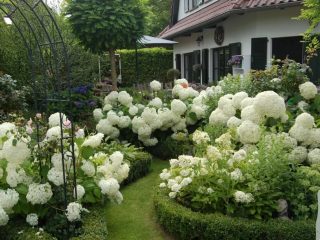 Perennials putih: foto