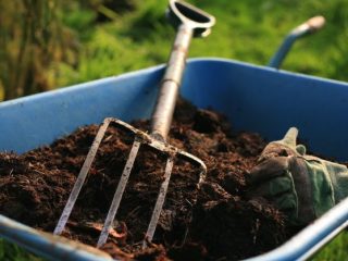 Topdressing af tomater med kanin, hestegødning