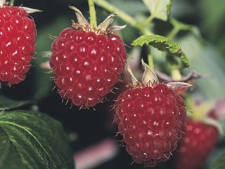 Malina Pride of Russia: arvostelut puutarhureista