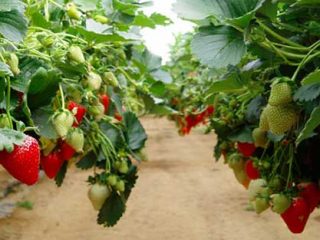 Labākais veids, kā audzēt zemenes