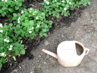 Fertilizzanti per riparare le fragole