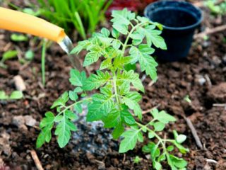 Kad laistīt tomātus pēc stādīšanas zemē un siltumnīcā