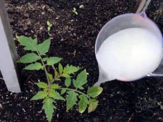 Berpakaian tomato selepas menanam di tanah