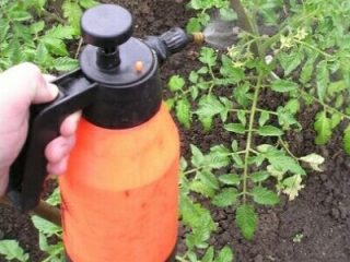 Baja untuk pertumbuhan tomato