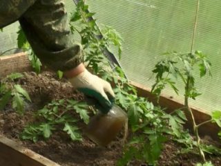 Tomātu virskārta polikarbonāta siltumnīcā